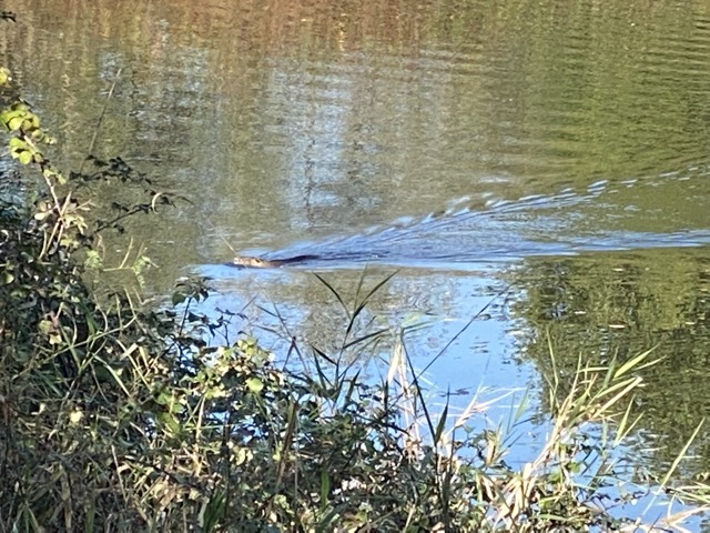 Dieser Bisam kam direkt auf mich zu